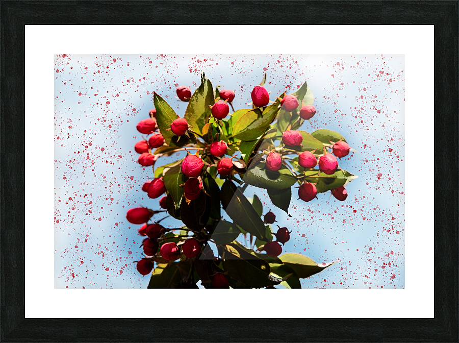Apple tree Blooming Picture Frame print