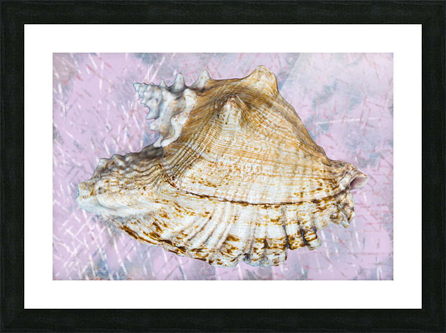 Seashell  Picture Frame print
