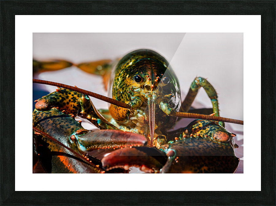 Lobster  Picture Frame print