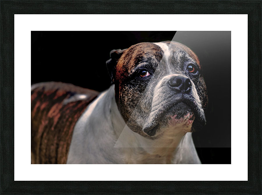 Wise Glance Picture Frame print