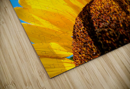 Sunflower PitoFotos puzzle