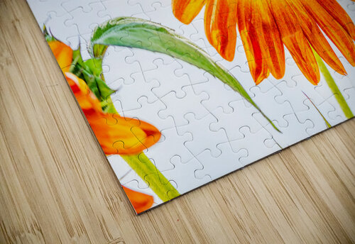 Sunflower 2 PitoFotos puzzle