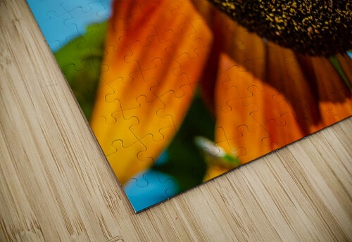 Sunflower 3 PitoFotos puzzle