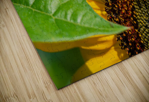 Sunflower 4 PitoFotos puzzle