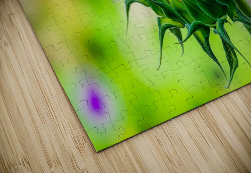 Sunflower 5 PitoFotos puzzle