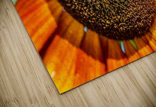 Sunflower 6 PitoFotos puzzle