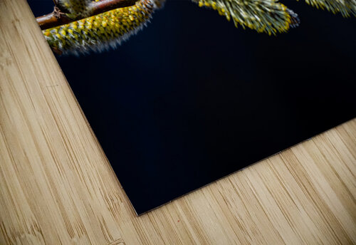 Catkins PitoFotos puzzle
