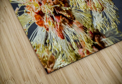 Catkins PitoFotos puzzle