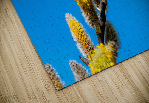 Catkins  PitoFotos puzzle
