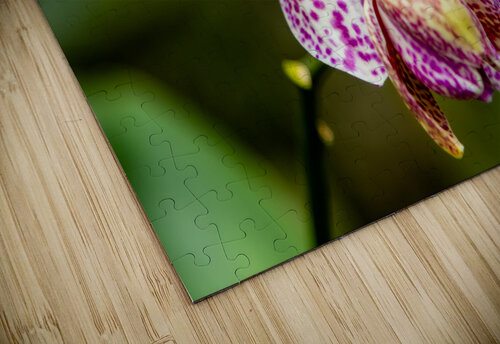 Orchids I PitoFotos puzzle