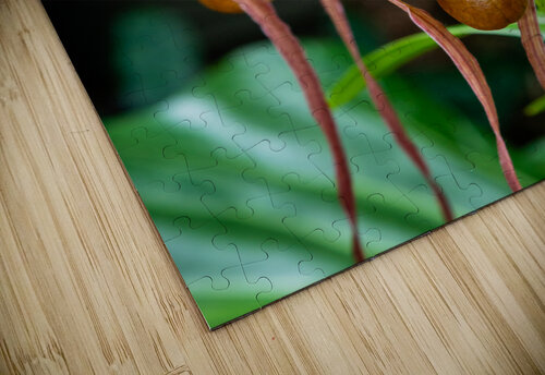 Orchids III PitoFotos puzzle