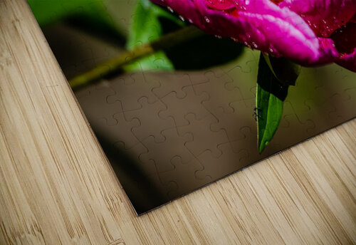 Peony flowers PitoFotos puzzle