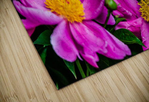 Peony Flowers PitoFotos puzzle