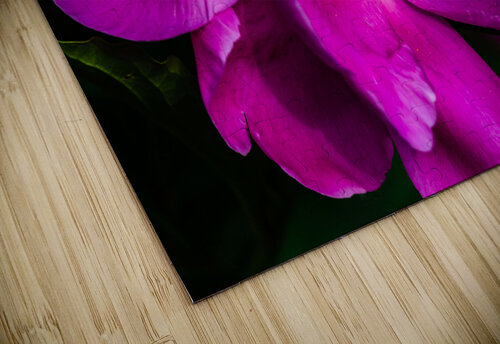Peony Flowers PitoFotos puzzle