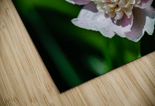 Peony Flowers PitoFotos puzzle