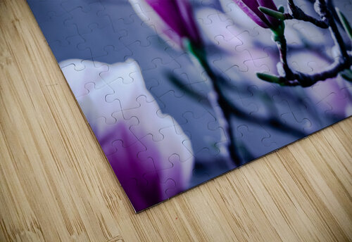 Magnolia flowering time PitoFotos puzzle