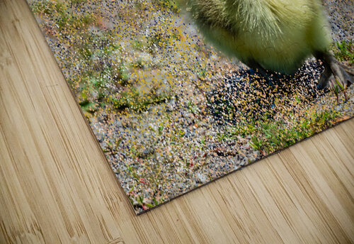 Gosling  PitoFotos puzzle