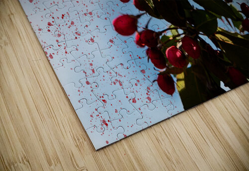 Apple tree Blooming PitoFotos puzzle