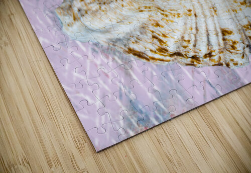 Seashell  PitoFotos puzzle