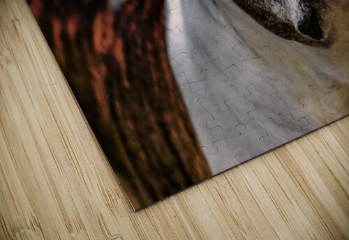 Wise Glance PitoFotos puzzle