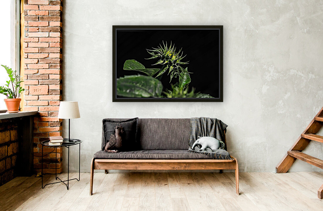 Sunflower 1 Reproduction
