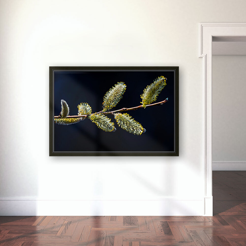 Catkins Reproduction