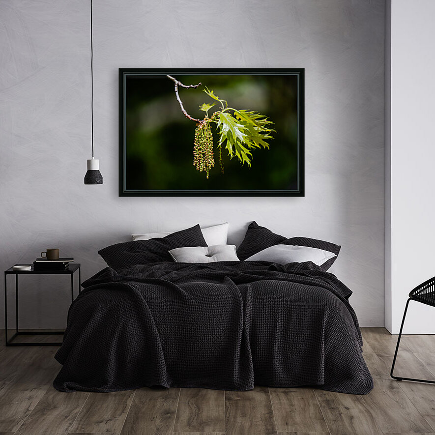 Oak tree catkins Reproduction