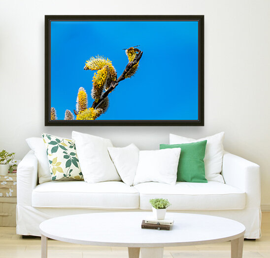 Catkins  Reproduction