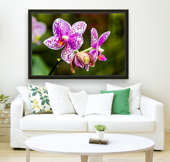 Orchids I Reproduction