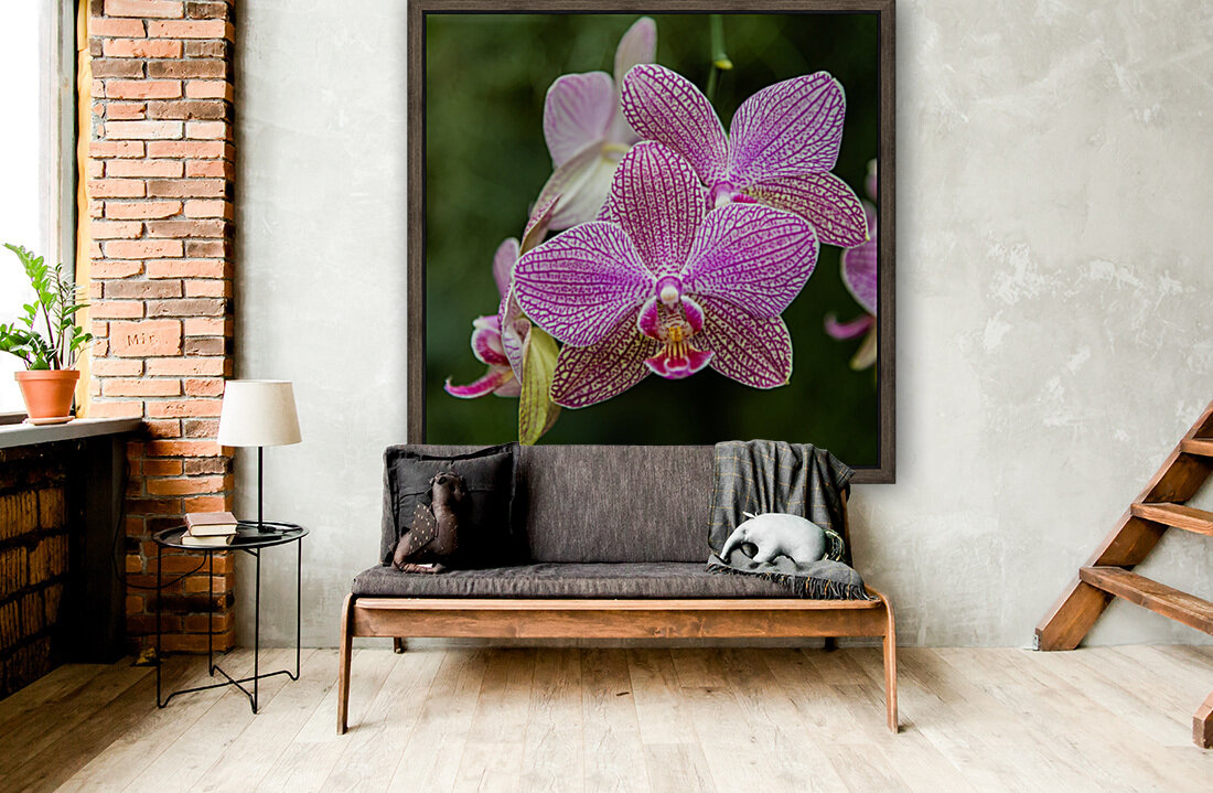 Orchids II Reproduction