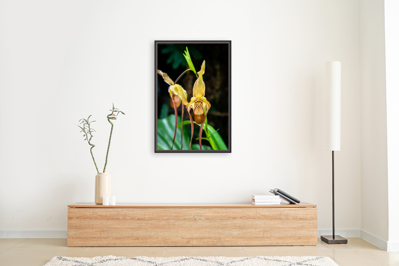 Orchids III Reproduction