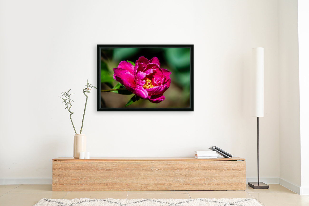 Peony flowers Reproduction
