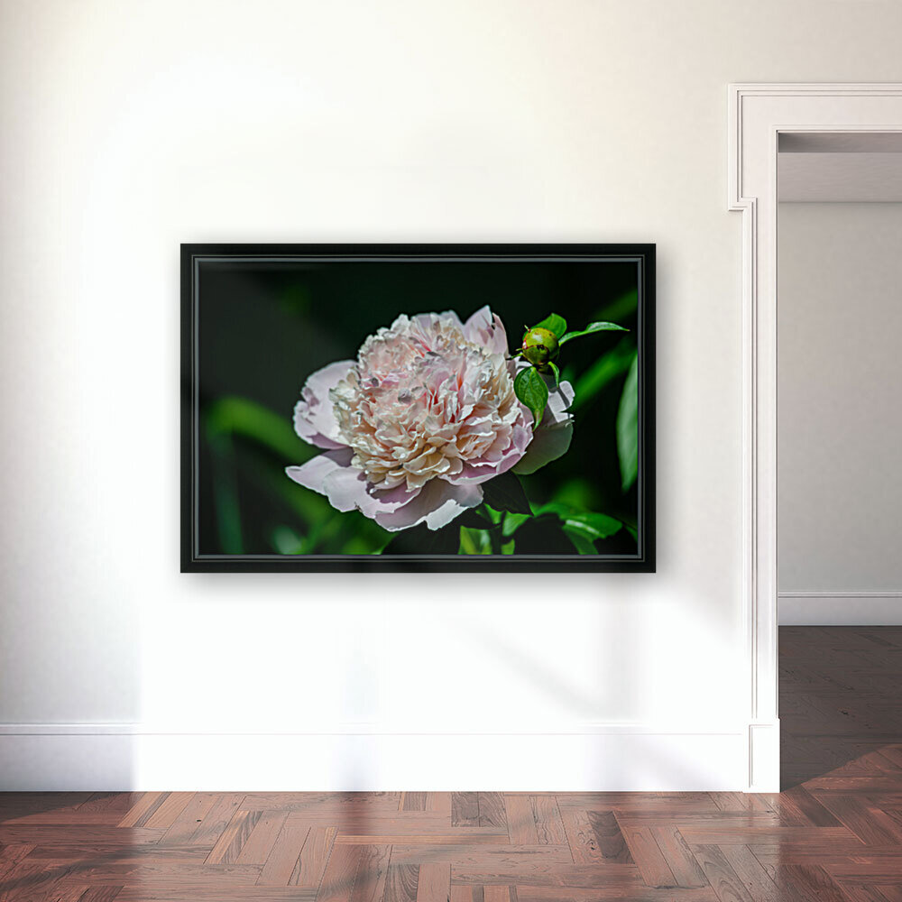 Peony Flowers Reproduction