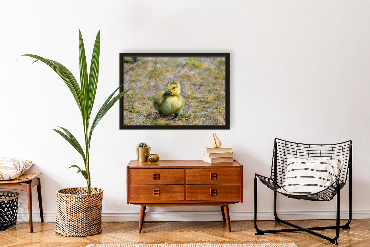 Gosling  Reproduction
