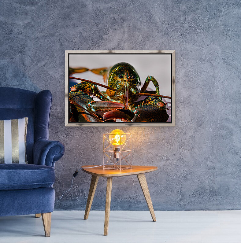 Lobster  Reproduction