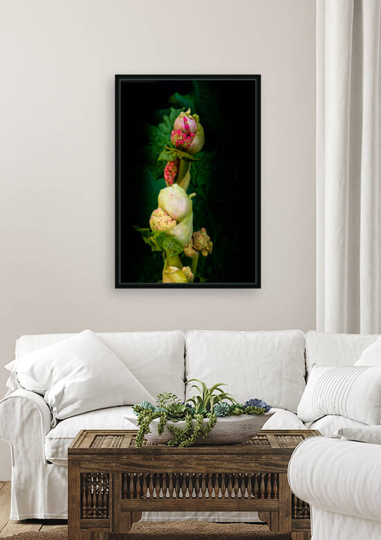 Rhubarb flower bud  by PitoFotos