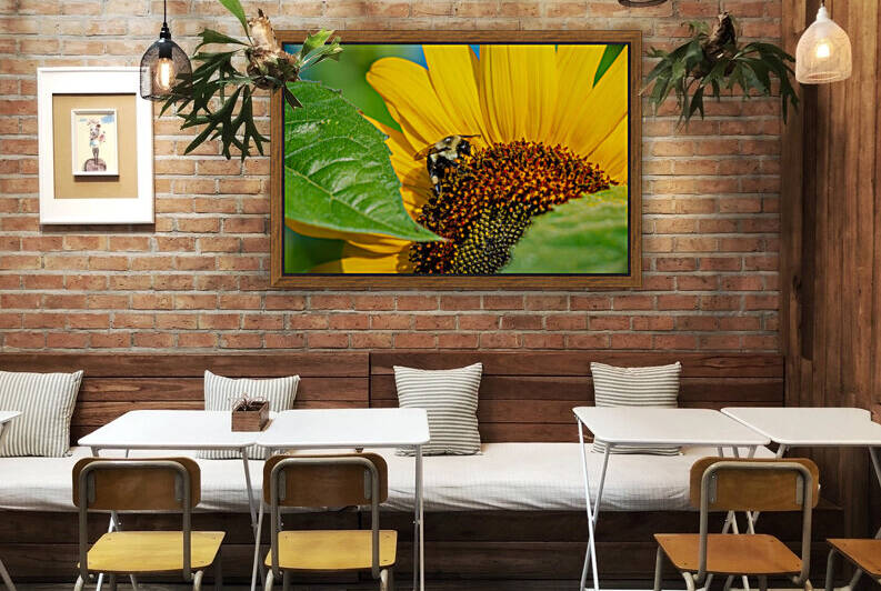 Sunflower 4 by PitoFotos