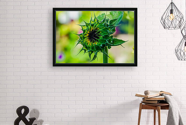 Sunflower 5 by PitoFotos