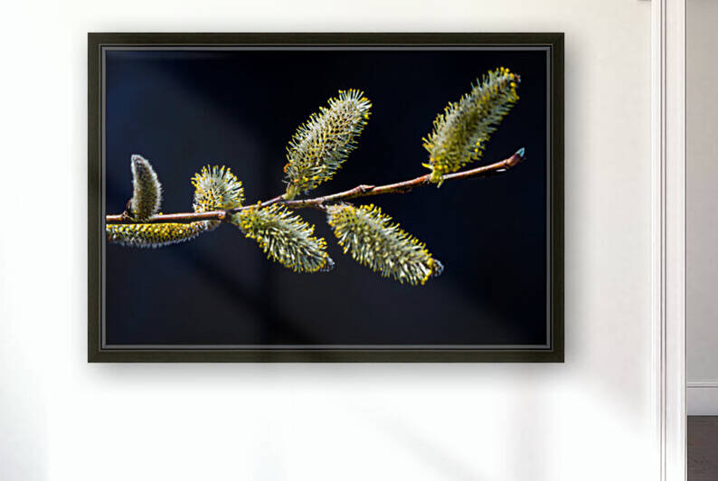 Catkins by PitoFotos