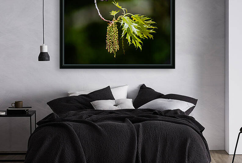 Oak tree catkins by PitoFotos