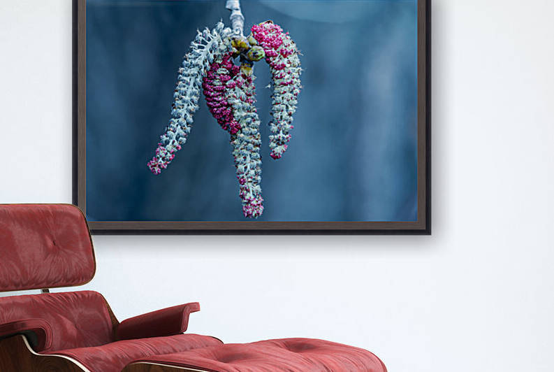 Poplar tree catkins by PitoFotos
