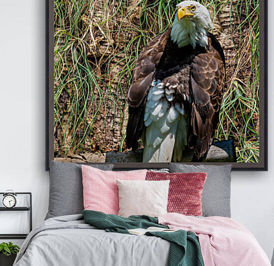American Eagle by PitoFotos