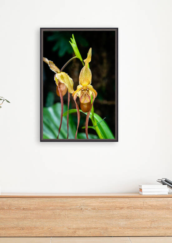 Orchids III by PitoFotos