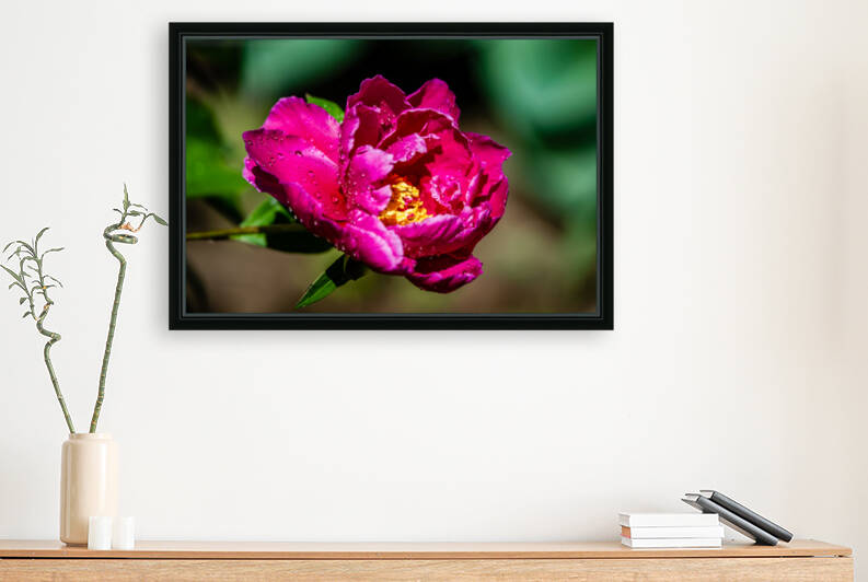 Peony flowers Reproduction