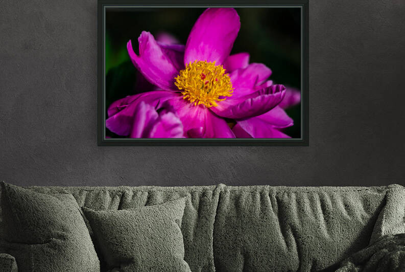 Peony Flowers Reproduction
