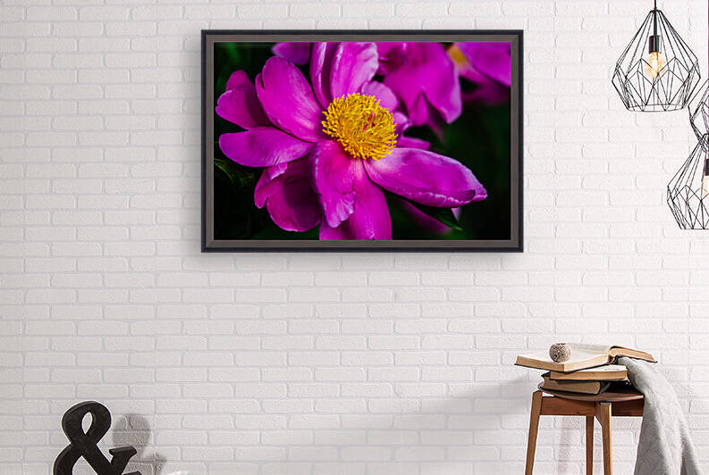 Peony Flowers Reproduction