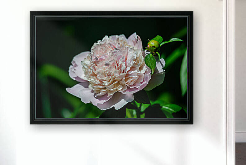 Peony Flowers Reproduction