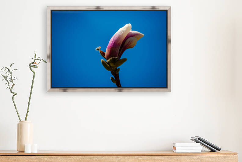 Magnolia flowering time by PitoFotos