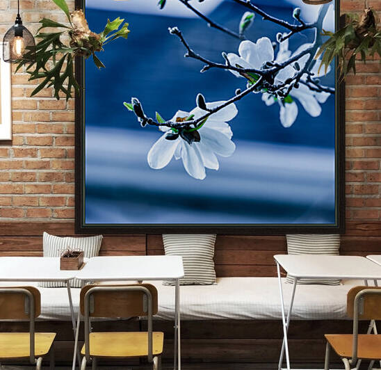 Magnolia flowering time by PitoFotos