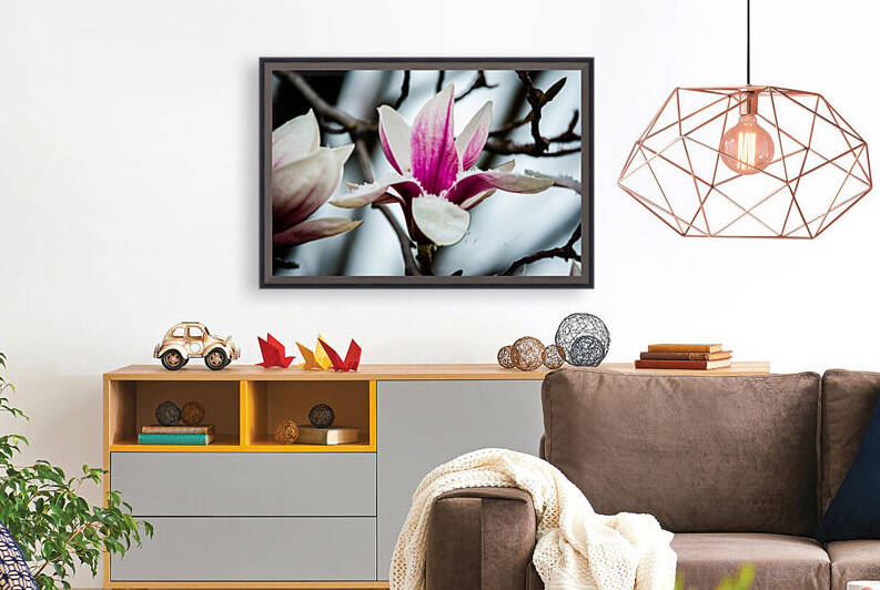 Magnolia flowering time by PitoFotos